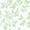 Discover Ardell Botanical Wallpaper by York Wallcoverings, featuring a seamless pattern of light green fern-like leaves and small clusters of pale blue berries on a crisp white background.